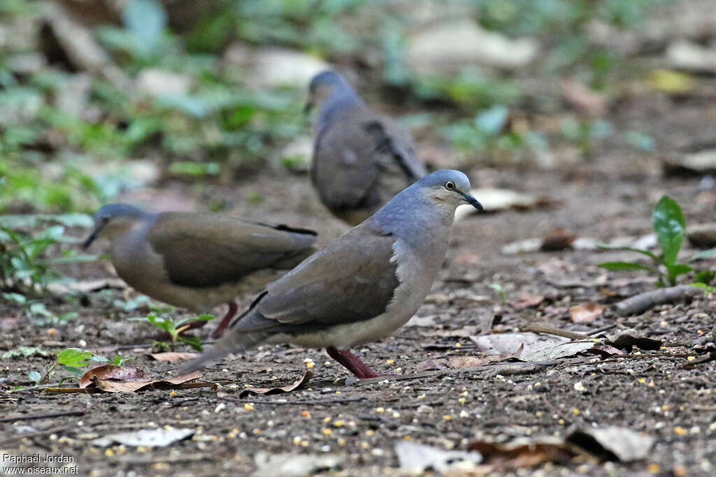 Grey-headed Doveadult, close-up portrait