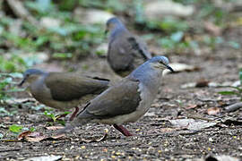 Grey-headed Dove