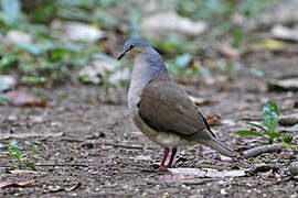 Grey-headed Dove