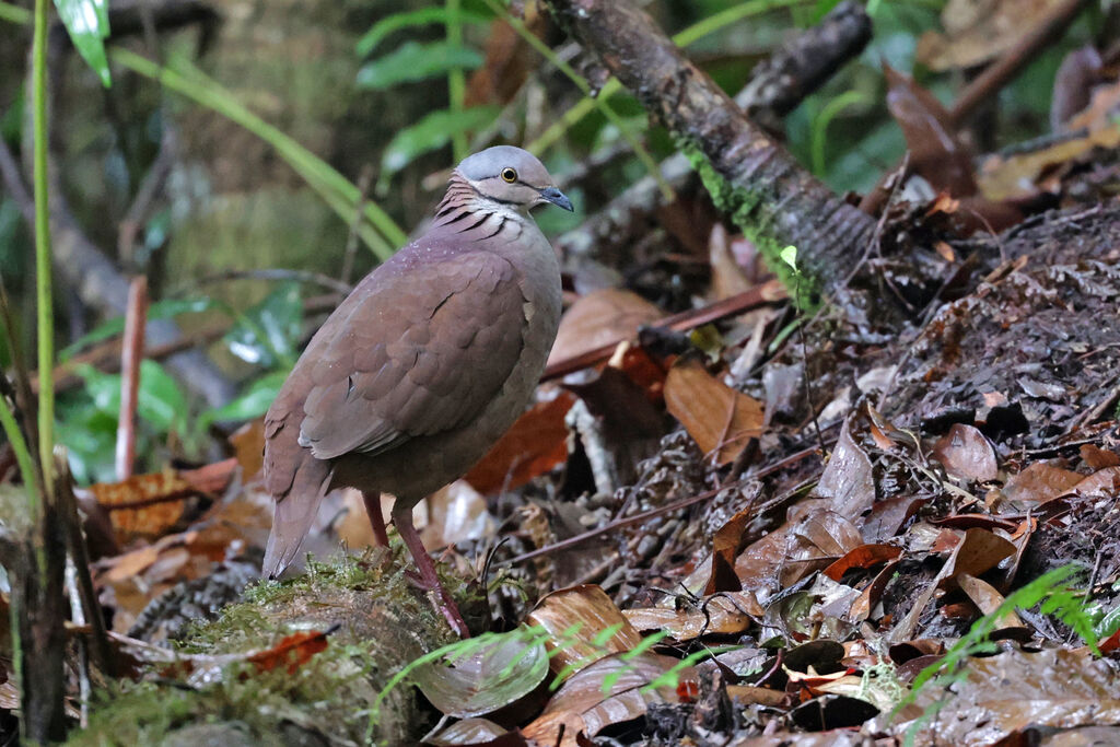 Colombe à gorge blancheadulte