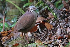 White-throated Quail-Dove