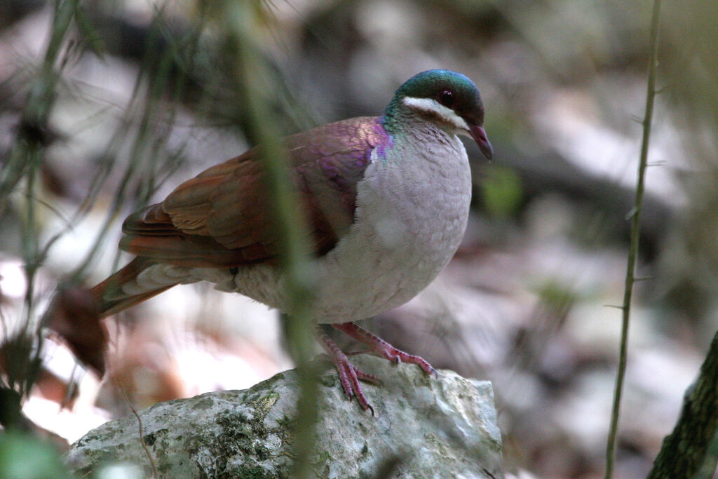 Key West Quail-Doveadult