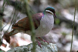 Key West Quail-Dove