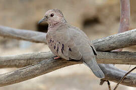 Common Ground Dove