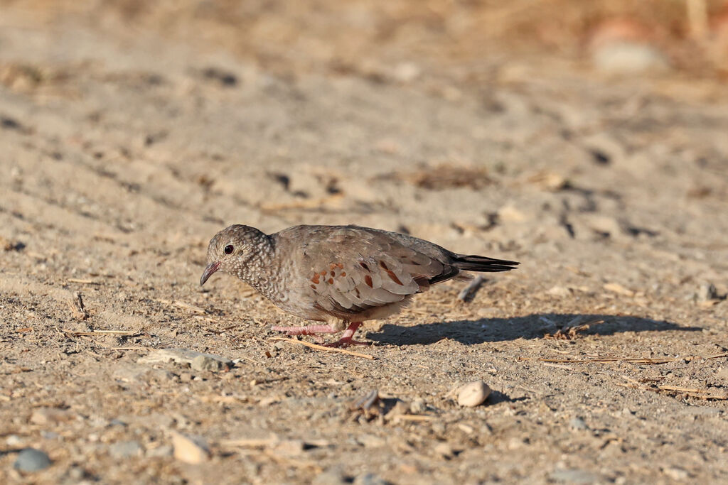 Common Ground Dove