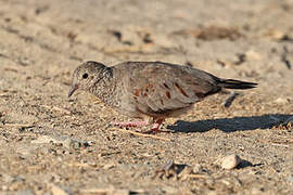 Common Ground Dove