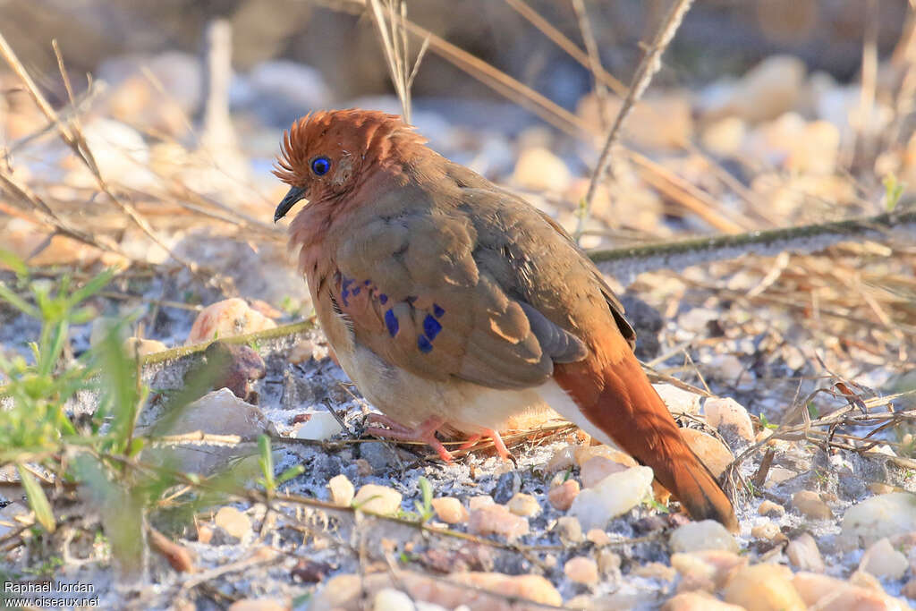 Colombe aux yeux bleusadulte, identification