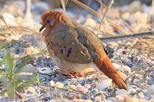 Colombe aux yeux bleus