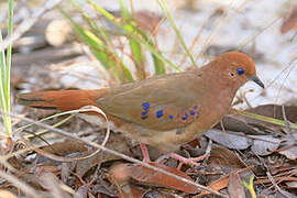 Colombe aux yeux bleus