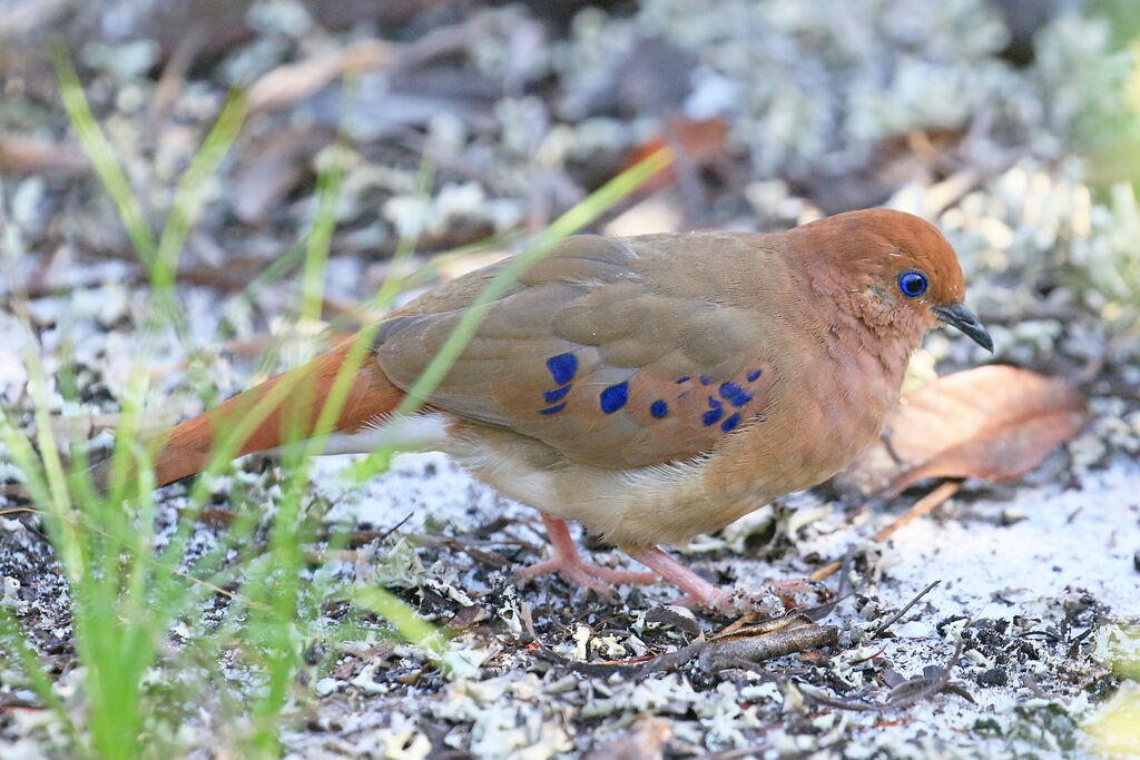 Colombe aux yeux bleusadulte