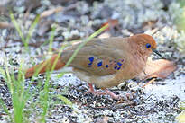 Colombe aux yeux bleus