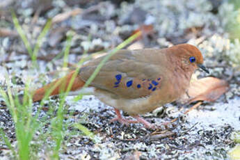 Colombe aux yeux bleus