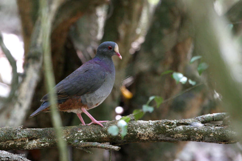 White-fronted Quail-Doveadult