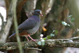 White-fronted Quail-Dove