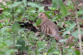 Ecuadorian Ground Dove