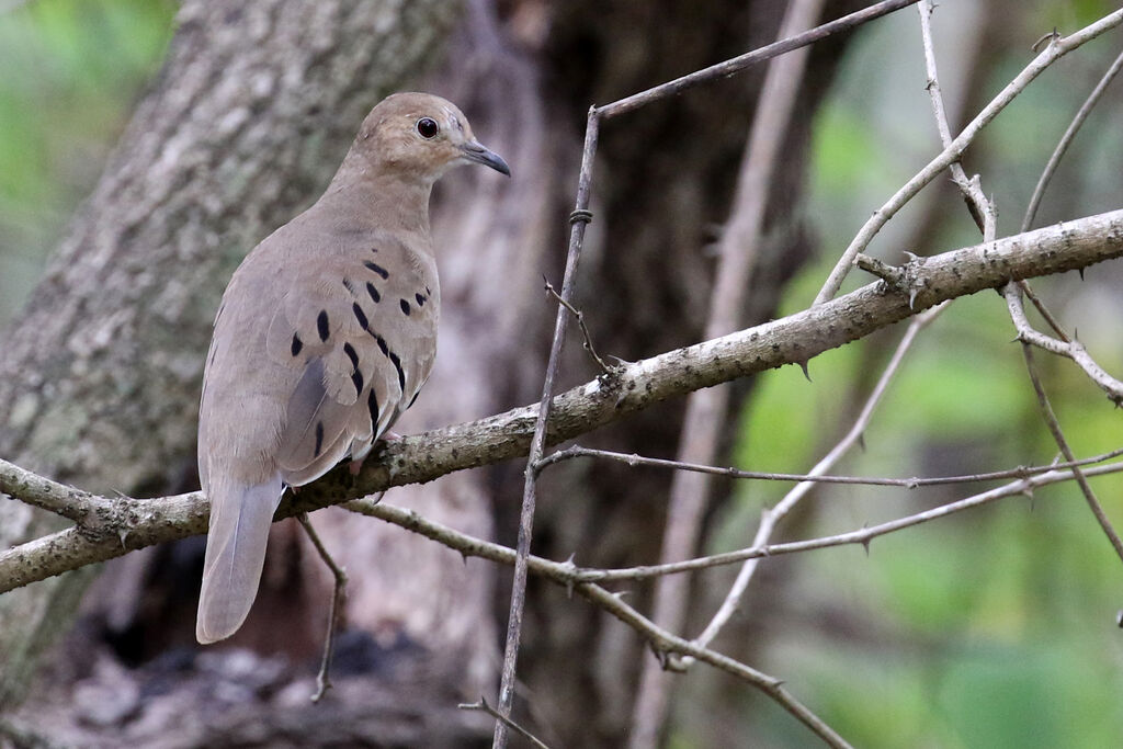 Ecuadorian Ground Doveadult