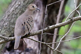 Ecuadorian Ground Dove