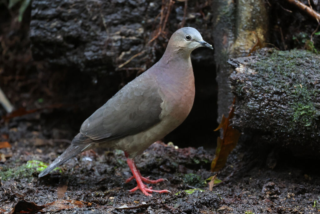 Tolima Dove