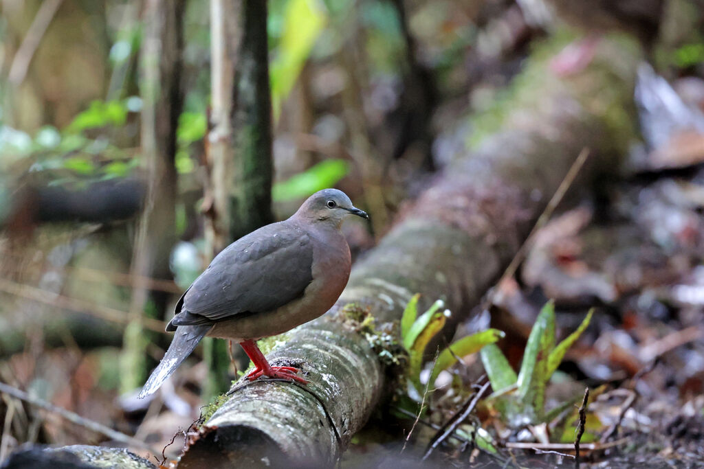 Tolima Dove