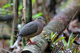 Tolima Dove