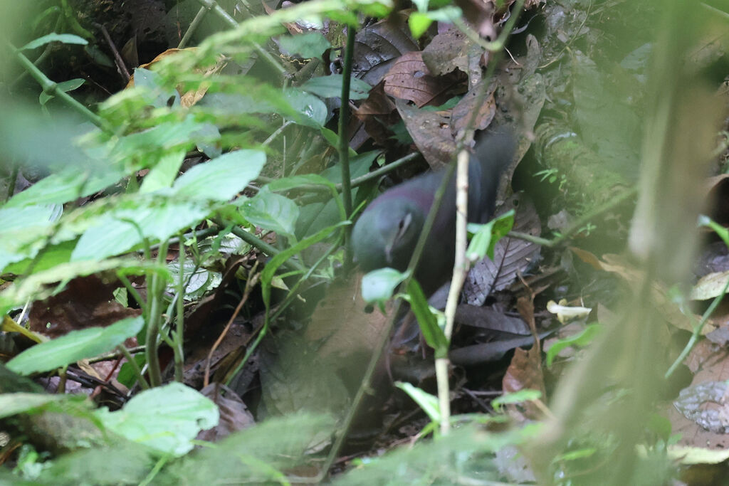 Purplish-backed Quail-Dove
