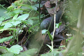 Purplish-backed Quail-Dove