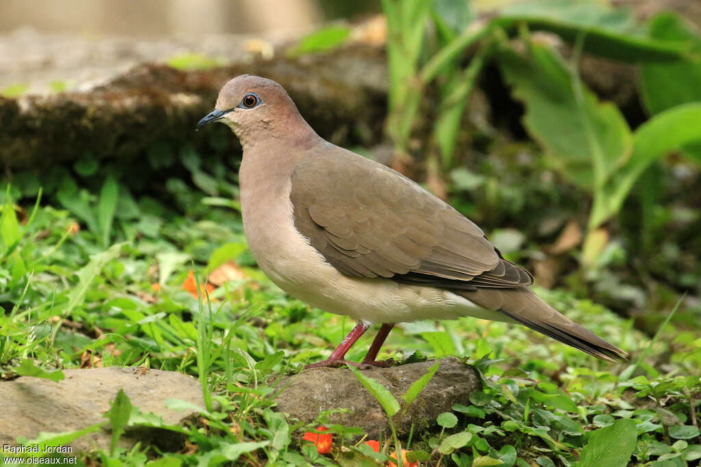 Colombe de Verreauxadulte, identification