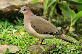 White-tipped Dove