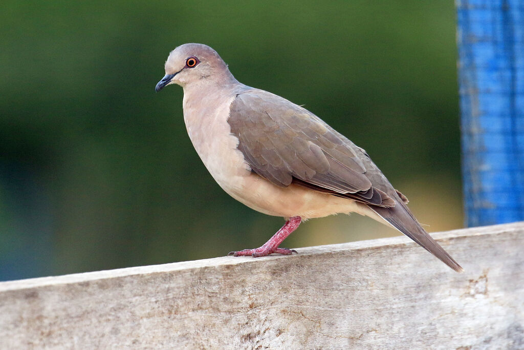 White-tipped Dove