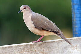 White-tipped Dove