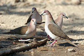 White-tipped Dove