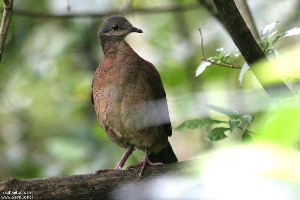 Chiriqui Quail-Doveimmature