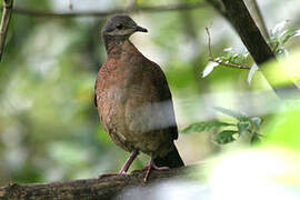 Chiriqui Quail-Dove