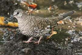 Scaled Dove