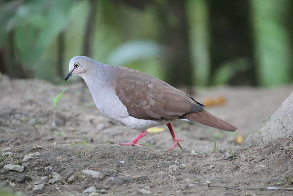 Colombe pâleadulte