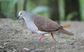 Pallid Dove