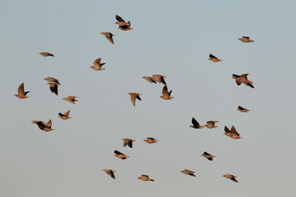 Flock Bronzewing