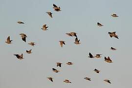 Flock Bronzewing