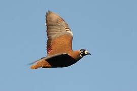 Flock Bronzewing