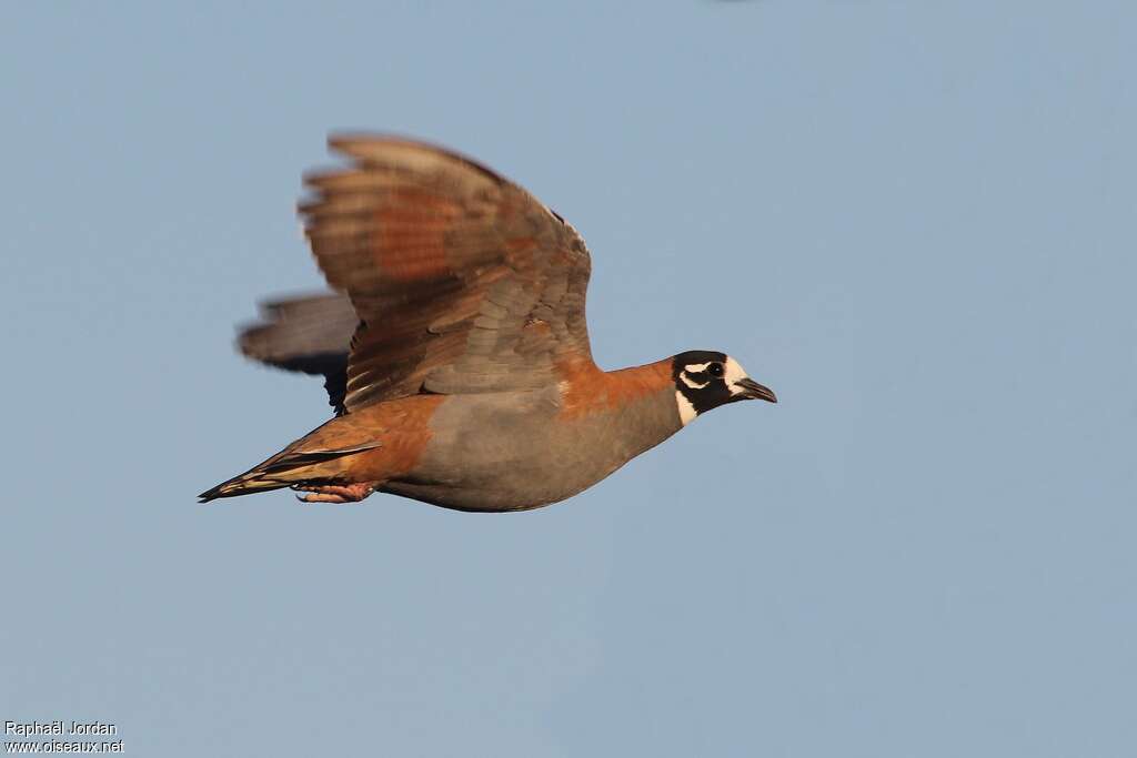 Flock Bronzewing male adult, identification