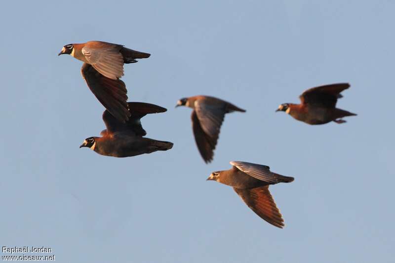 Flock Bronzewingadult, Flight