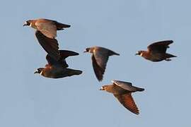 Flock Bronzewing