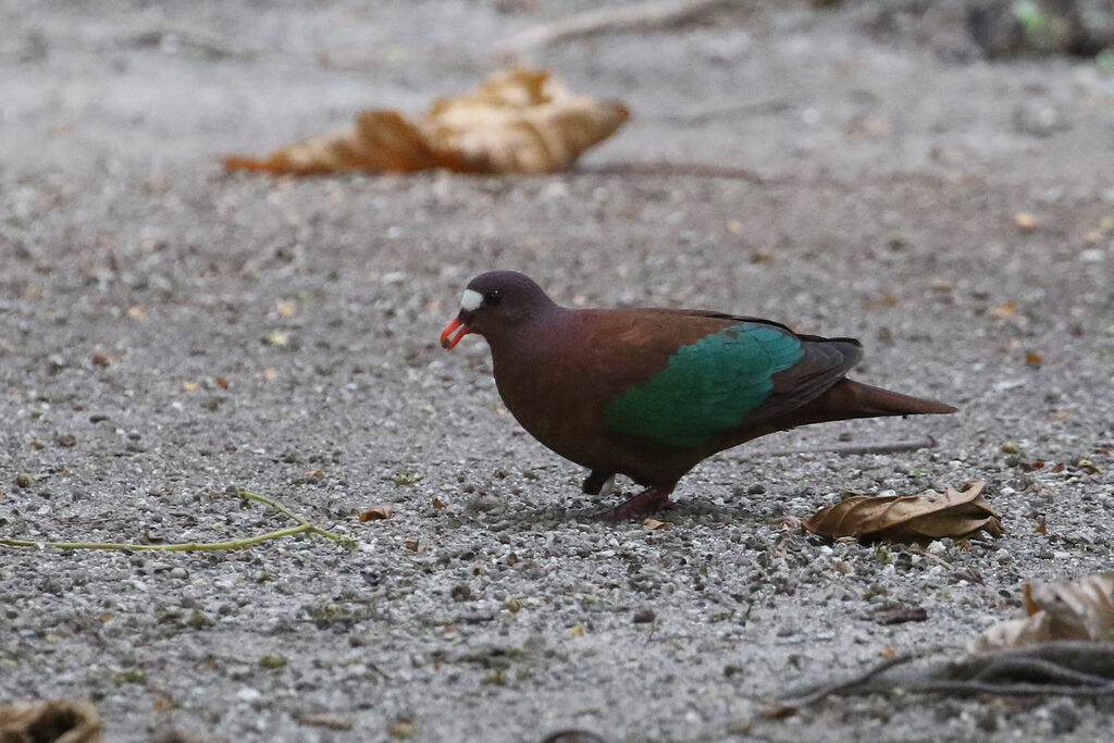 Stephan's Emerald Doveadult, eats