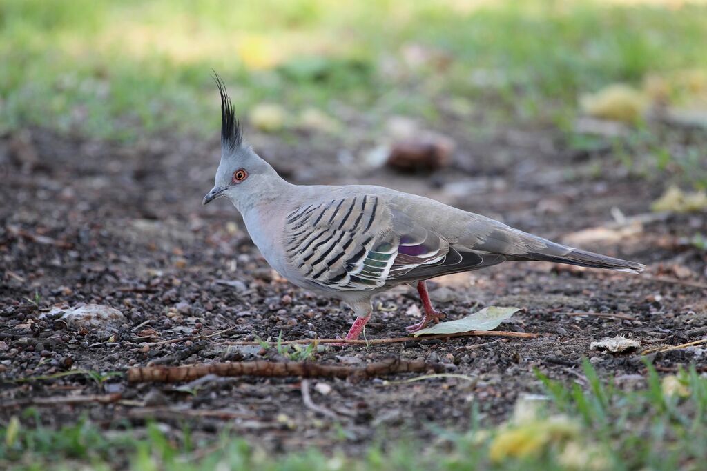 Crested Pigeonadult