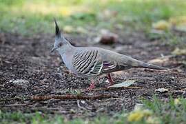 Crested Pigeon