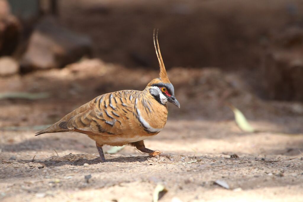 Colombine plumifèreadulte