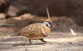 Spinifex Pigeon