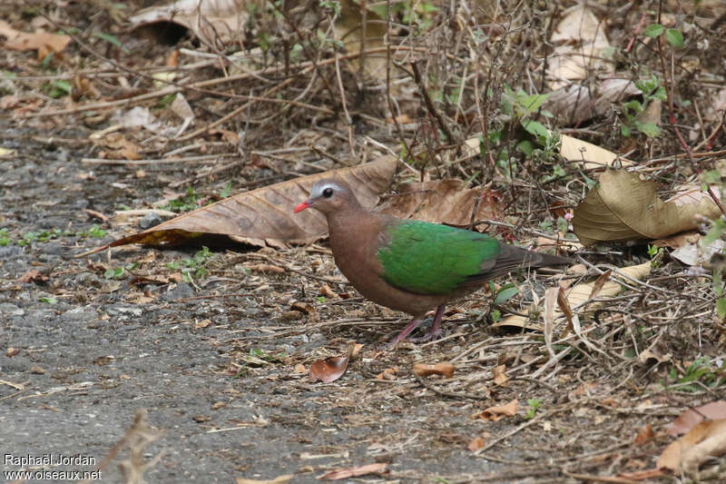 Common Emerald Dove female adult breeding, identification