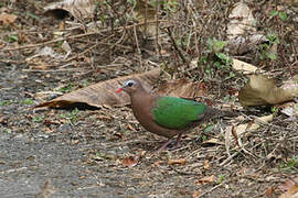 Common Emerald Dove