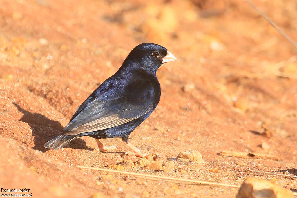 Purple Indigobird male adult breeding, identification